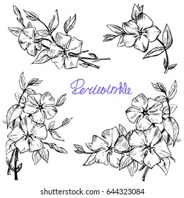 Set Periwinkle flowers. Hand drawn sketch graphics elements