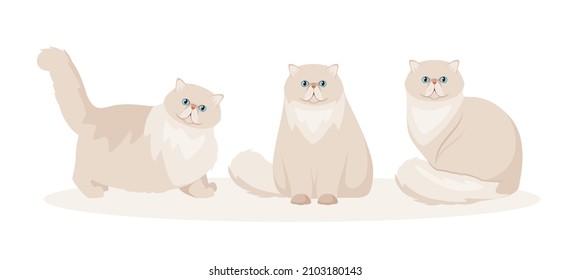 Un conjunto de gatos persas con un fondo blanco. Diseño de caricaturas.
