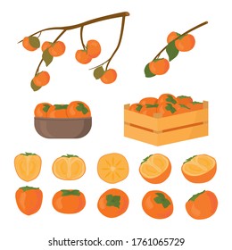 Set of persimmon fruit. Half cutted and whole piece. Kaki in box and in bowl plate. Branch of persimmons tree with leafs ripe in autumn and raw. Vector cartoon illustration for Korean Chuseok holiday.