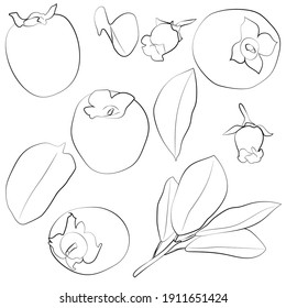 Set of persimmons, leaves, flowers, linear black and white pattern.