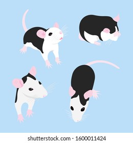 Set Pet Rat. cute Pet Decorative rat. Domestic rat on a blue background