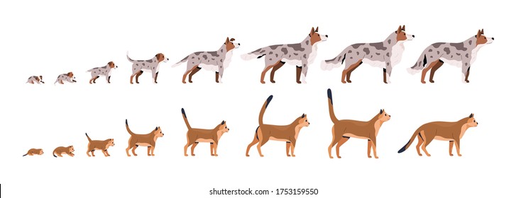 Set of pets growth stages vector flat illustration. Domestic animal grow from puppy to dog and kitty to cat isolated on white background. Growing process of pet life cycle