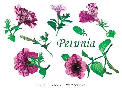 Set of petunia flowers on a white background. Pink and purple Petunia flowers vector illustration.  Isolated image.  