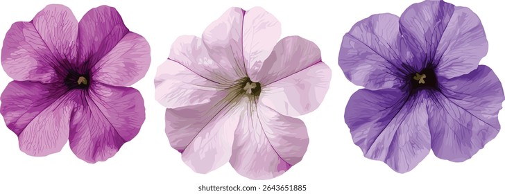 Conjunto de Petunia hybrida flores frontais fundo transparente isolado, colorido jardim petunia cluster, plantas de cama de verão, ilustração vetor floral.