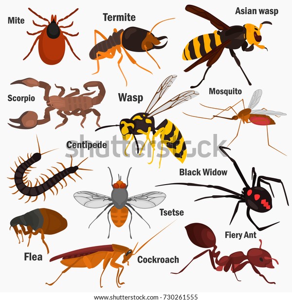 Set pf dangerous insects with their names color\
flat icons