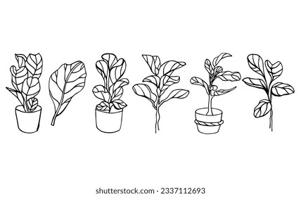 The set pf fiddle leaf fig. Doodle illustration of Ficus lyrata. Line art of indoor plants. Design elements