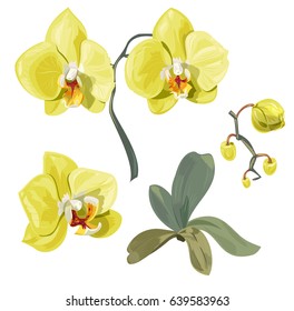 Set Phalaenopsis orchid, collection of yellow-green flowers, buds, green stem and leaves on white background, digital draw tropical plant, realistic vector botanical illustration for design