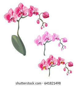 Set Phalaenopsis orchid, pink, red flowers with orange and fioletette dots, green stem and leaves on white background, digital draw tropical plant, realistic vector botanical illustration for design