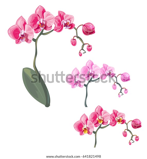 白い背景にピンクの花と赤い花とオレンジとフィオレテットのドット 緑の茎と葉 デジタルドロー熱帯植物 デザイン用のリアルなベクター植物イラストをセット のベクター画像素材 ロイヤリティフリー