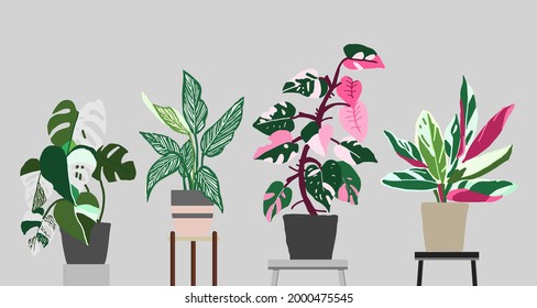 set of Philodendron | Monstera water color style vector