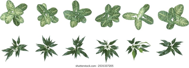 set of Philodendron Verrucosum,Spathiphyllum plants on transparent background from the top view