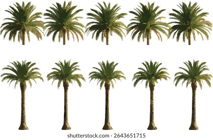 Set of Phoenix dactylifera date palm tree isolated cutout, vector illustration, tropical plant, desert vegetation, fruit tree, botanical design, nature clipart.