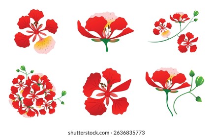 set of phoenix flower botanical illustration in red orange yellow tones with green leaves on white background.
