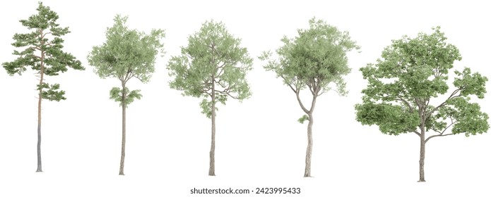 Set of photorealistic 3D rendering of Birch,acer platanoides tree trees with ground shadows, cutout with transparent background, great for digital composition and architecture visualization