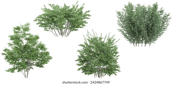 Set of photorealistic 3D rendering of Elm,Dogwood trees with ground shadows, cutout with transparent background, great for digital composition and architecture visualization svg