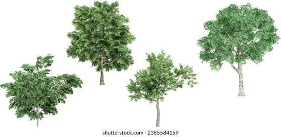 Set of photorealistic 3D rendering of Platanus,Sassafras,Quercus trees with ground shadows, cutout with transparent background, great for digital composition and architecture visualization