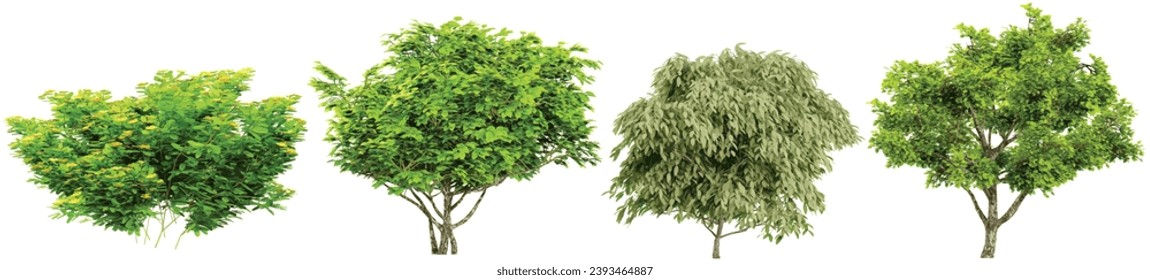 Set of photorealistic 3D rendering of Weeping fig, Caragana arborescens,trees with ground shadows, cutout with transparent background, great for digital composition and architecture visualization
