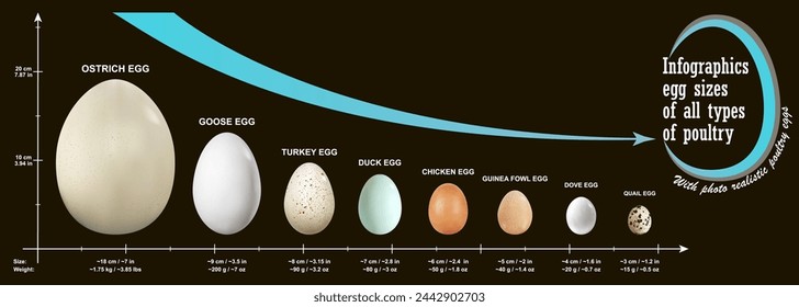 Set of photorealistic eggs of all types of poultry