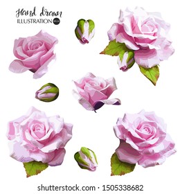 Set of photorealistic pink roses with green leaves and flowers buds. Hand drawn nature illustration.