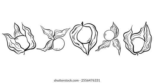 Set of physalis flowers, physalis buds, physalis doodle illustration