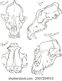 Set of pictures of fox scull, view from different sides	

