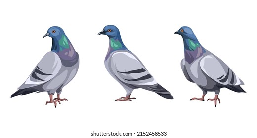 Set of pigeon birds isolated on a white background. Vector illustration