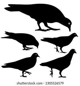 Set of Pigeon Silhouette isolated