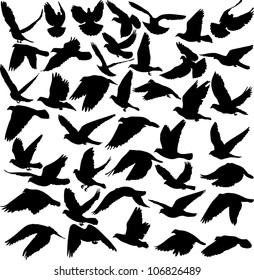 set of pigeon silhouettes - vector illustration