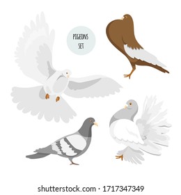 Set of pigeons of different breeds. Isolated over white background. Vector stock illustration.