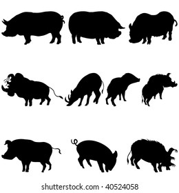 Set of Pigs and Boars Silhouettes in Different Poses. High Detail, Very Smooth. Vector Illustration. 
