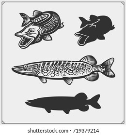 Set of pike fish. Vector illustration.