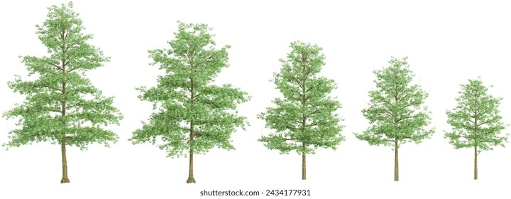 Set of Pin Oak plants, isolated on transparent background. 3D render