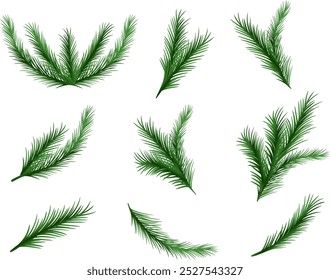 Set of pine branch. Part of Christmas tree. Forest and wildlife, flora. Nature and ecosystem, botany.  Vector illustration 