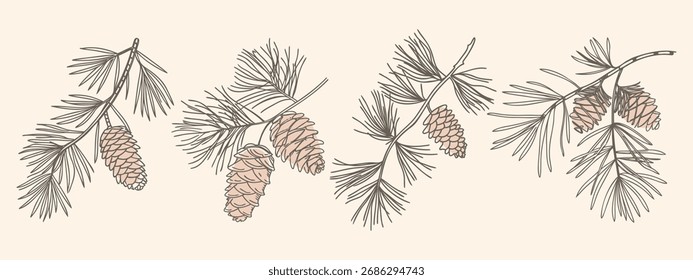 Conjunto de ramos de pinheiro com cones. Esboço. Ilustração desenhada à mão em estilo vintage.