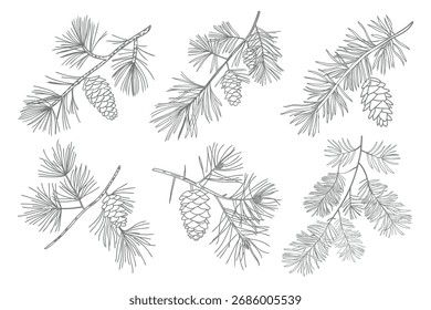 Conjunto de ramas de pino con conos. Ramas de pinos con conos. Dibujado a mano ilustración.