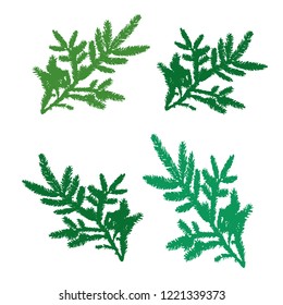 Set of pine branches for design, silhouette on white background, vector