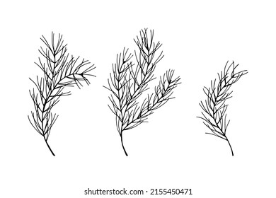 Set of pine branches. Vector stock illustration eps10. Outline, isolate on white background. Hand drawn.