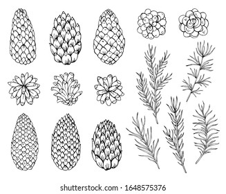 Set of pine cone and pine needles. Botanical hand drawn vector illustration. Great for greeting cards, backgrounds, holiday decor. Elements for Christmas and New Year design.