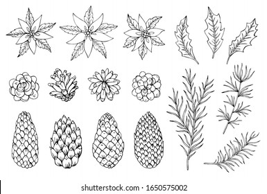 Set of pine cone, poinsettia,leaves and pine needles. Botanical vector illustration. Great for greeting cards, backgrounds, holiday decor. Elements for Christmas and New Year design.
