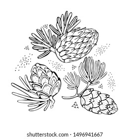 Set Pine cone, spruce branch, cedar isolated on white background. Hand drawn black and white illustrations. Vintage black vector engraving illustration.