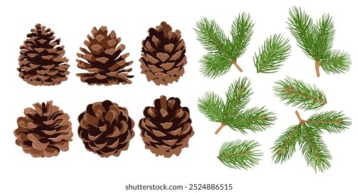 Set of pine cones and pine branches isolated on white background. Hand drawn Christmas decor.	