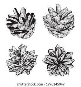 A set of pine cones. Design for Christmas, New Year. hand-drawn vector illustration