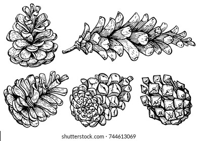 Set of pine cones. Hand drawn sketch. Vector illustration. Traditional Christmas decoration symbol for greeting card, poster, textile, banner, website.