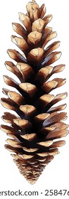 Set of pine cones isolated on white background. Hand painted watercolor. Botanical hand drawn  illustration vector Cones of coniferous trees, forest elements