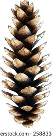 Set of pine cones isolated on white background. Hand painted watercolor. Botanical hand drawn  illustration vector Cones of coniferous trees, forest elements
