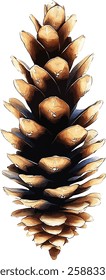 Set of pine cones isolated on white background. Hand painted watercolor. Botanical hand drawn  illustration vector Cones of coniferous trees, forest elements
