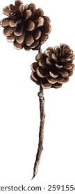 Set of pine cones isolated on white background. Hand painted watercolor. Botanical hand drawn  illustration vector Cones of coniferous trees, forest elements
