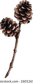 Set of pine cones isolated on white background. Hand painted watercolor. Botanical hand drawn  illustration vector Cones of coniferous trees, forest elements

