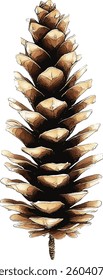 Set of pine cones isolated on white background. Hand painted watercolor. Botanical hand drawn  illustration vector Cones of coniferous trees, forest elements
