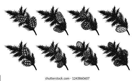 Set of pine leaf with pine cones on white background.Black and white leaf vector by hand drawing